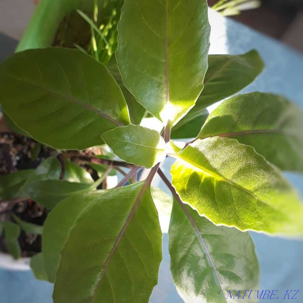 Gynura Procumbens medicinal plant (effectively reduces sugar). Almaty - photo 1