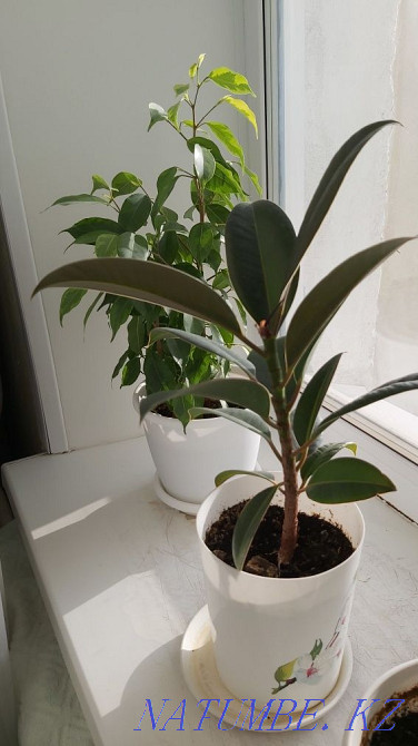 Indoor flowers, all healthy, strong, Kostanay - photo 3