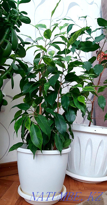 Indoor flowers, all healthy, strong, Kostanay - photo 6