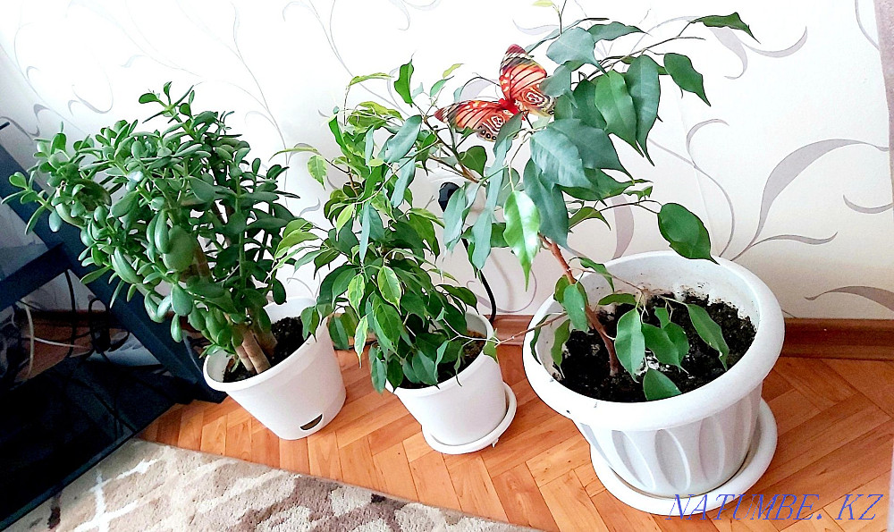 Indoor flowers, all healthy, strong, Kostanay - photo 2