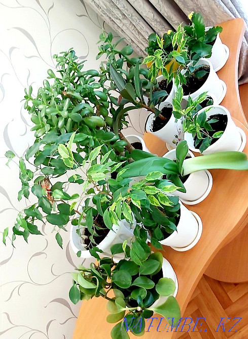 Indoor flowers, all healthy, strong, Kostanay - photo 1
