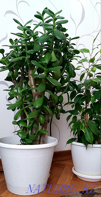 Indoor flowers, all healthy, strong, Kostanay - photo 5