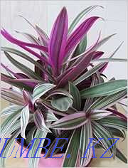 Рео қызғылт түсті, «Қызғылт жолақ» дәрежесі.  Алматы - изображение 4