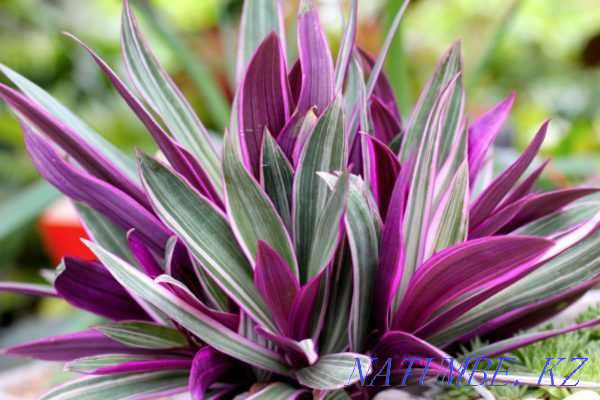 Рео қызғылт түсті, «Қызғылт жолақ» дәрежесі.  Алматы - изображение 3