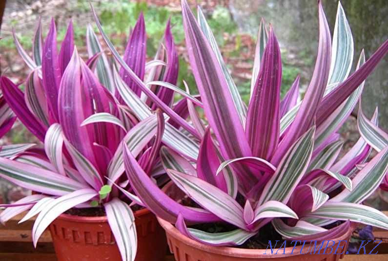 Рео қызғылт түсті, «Қызғылт жолақ» дәрежесі.  Алматы - изображение 1