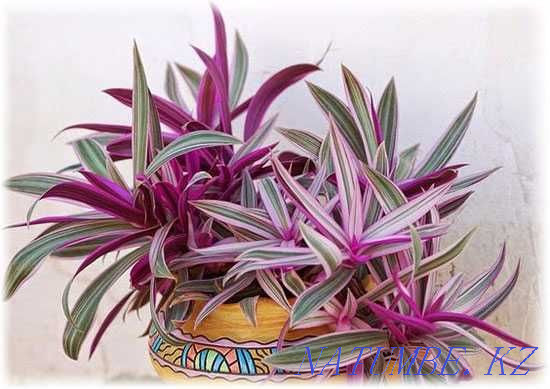 Рео қызғылт түсті, «Қызғылт жолақ» дәрежесі.  Алматы - изображение 2