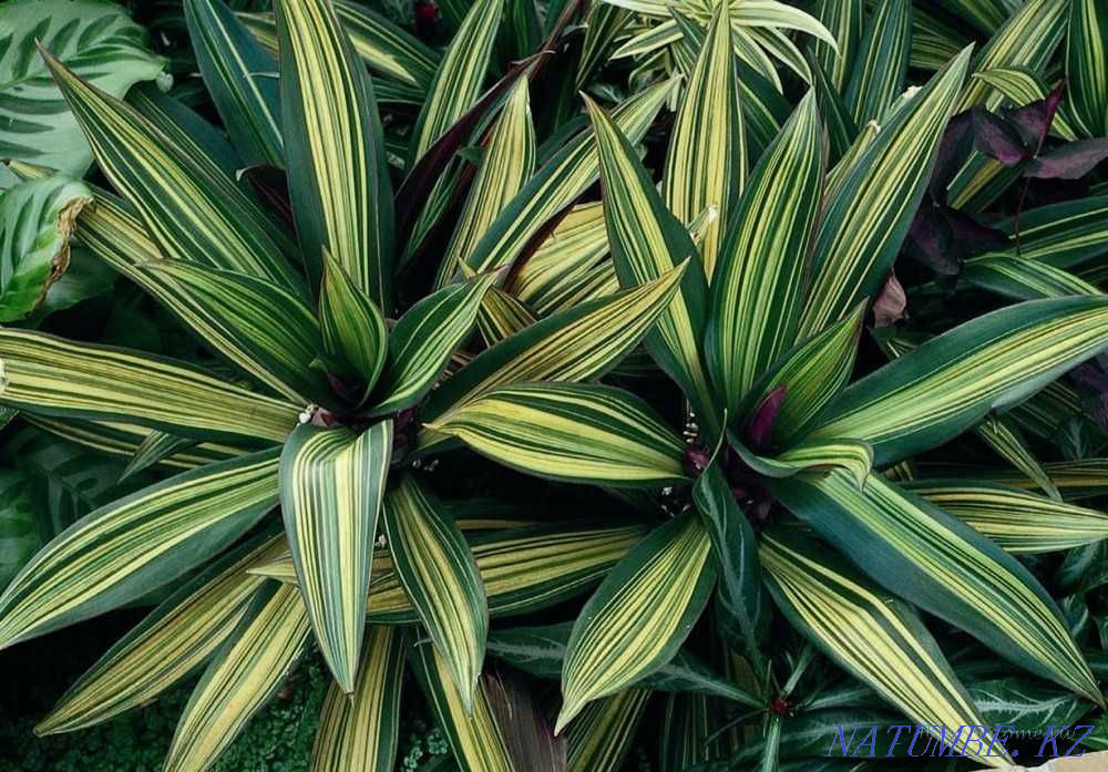 Reo striped Vittata varietal, collection. New! Almaty - photo 1