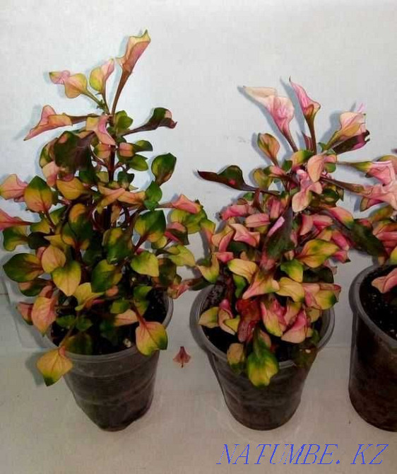 Rainbow houseplant - Alternantera. Almaty - photo 1