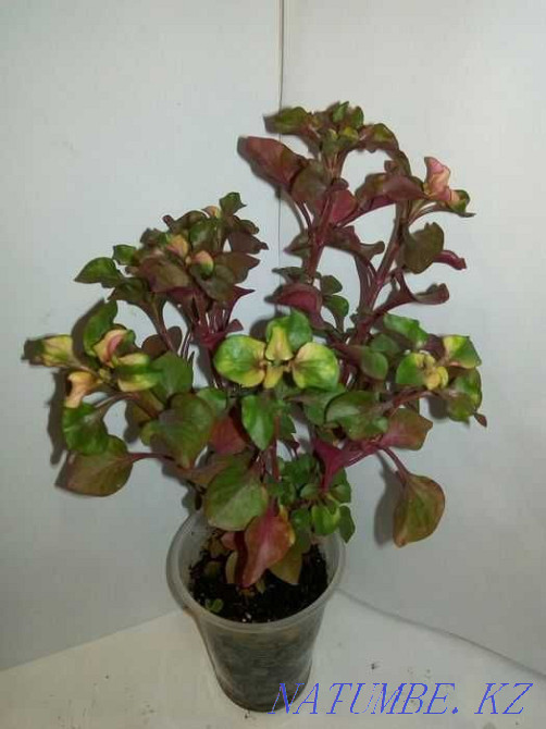 Rainbow houseplant - Alternantera. Almaty - photo 3