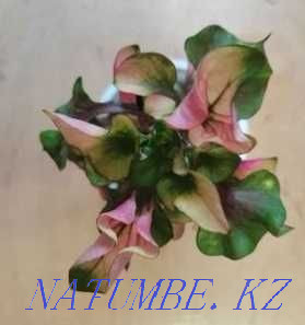 Rainbow houseplant - Alternantera. Almaty - photo 5