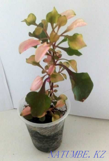 Rainbow houseplant - Alternantera. Almaty - photo 6