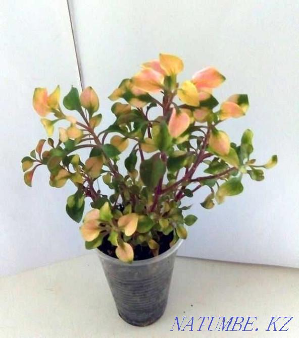 Rainbow houseplant - Alternantera. Almaty - photo 4