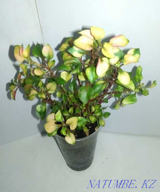 Rainbow houseplant - Alternantera. Almaty - photo 2