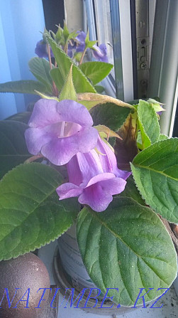 blooming gloxinia for sale Almaty - photo 1