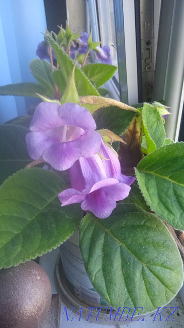 blooming gloxinia for sale Almaty - photo 1