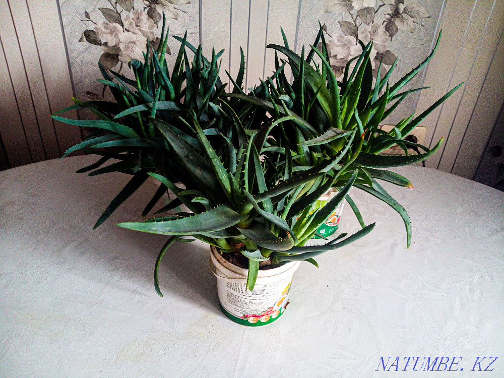 Aloe Vera from 1 to 3 years. Almaty - photo 1