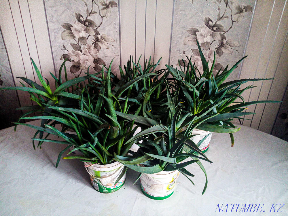 Aloe Vera from 1 to 3 years. Almaty - photo 3