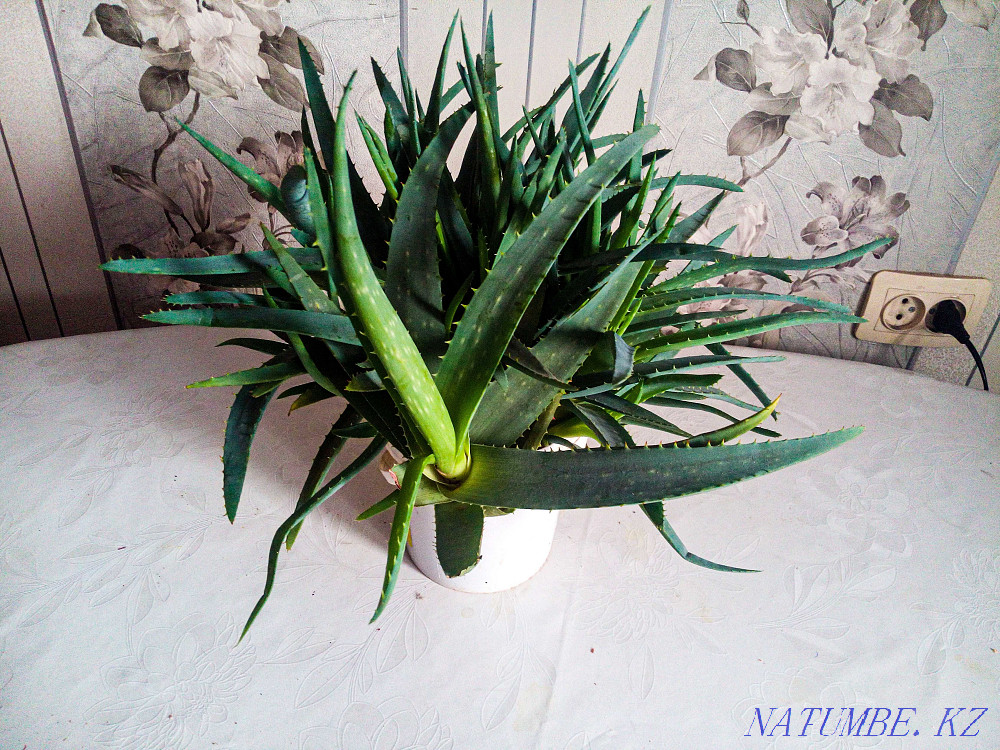 Aloe Vera from 1 to 3 years. Almaty - photo 2
