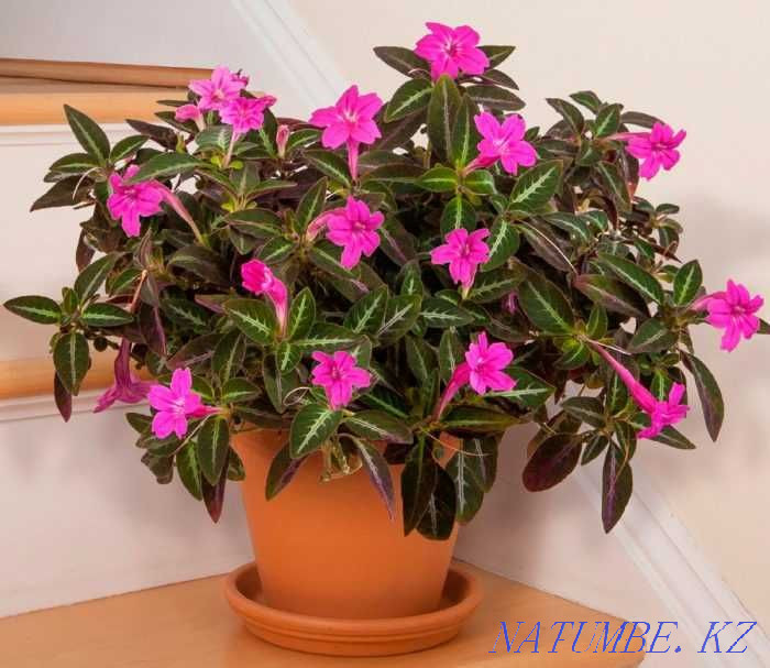 Ruellia flowering - a rare houseplant! seedlings. Almaty - photo 1