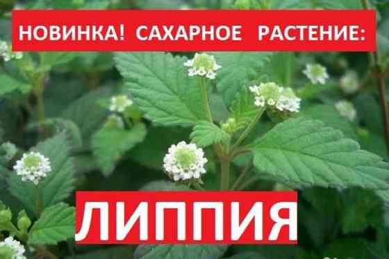 ЛИППИЯ - сладкое растение. Долой ДИАБЕТ и лишний вес! Almaty