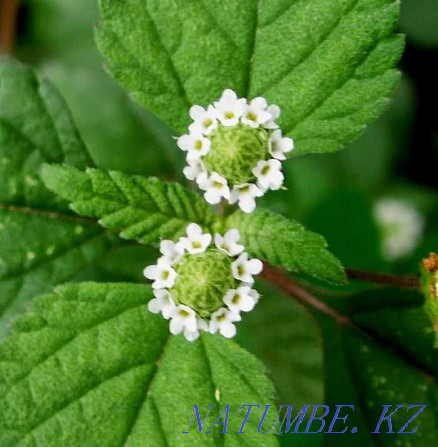 LIPPIA is a sweet plant. Down with DIABETES and excess weight! Almaty - photo 1
