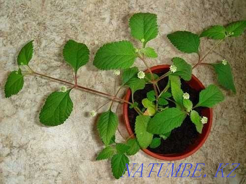 LIPPIA is a sweet plant. Down with DIABETES and excess weight! Almaty - photo 6
