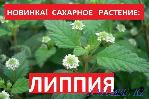 LIPPIA is a sweet plant. Down with DIABETES and excess weight! Almaty - photo 2