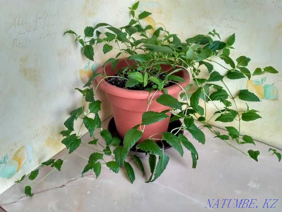 LIPPIA is a sweet plant. Down with DIABETES and excess weight! Almaty - photo 4