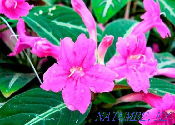 Ruellia flowering - a rare houseplant! seedlings. Almaty - photo 2