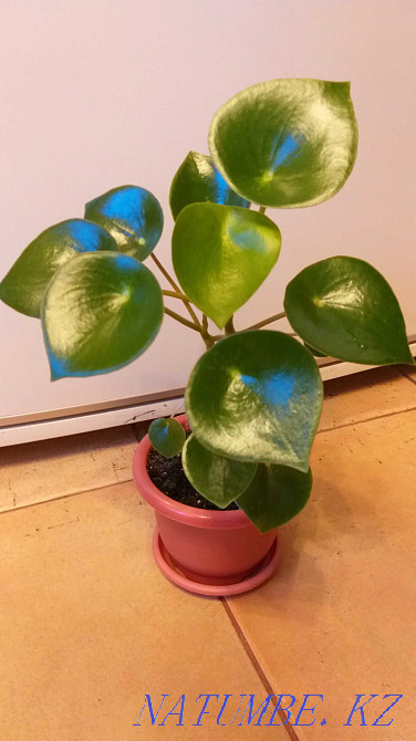 Пеперомия "Полибот жаңбыр тамшысы", жүрек тәрізді жапырақтар!  Алматы - изображение 3