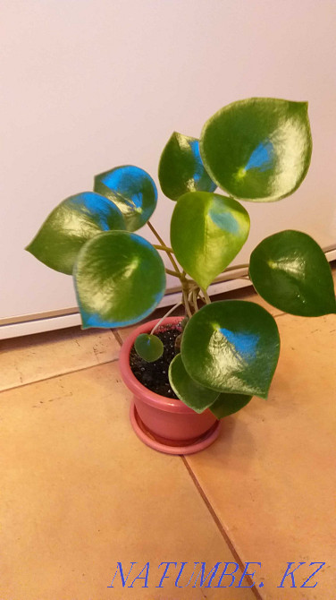 Пеперомия "Полибот жаңбыр тамшысы", жүрек тәрізді жапырақтар!  Алматы - изображение 5