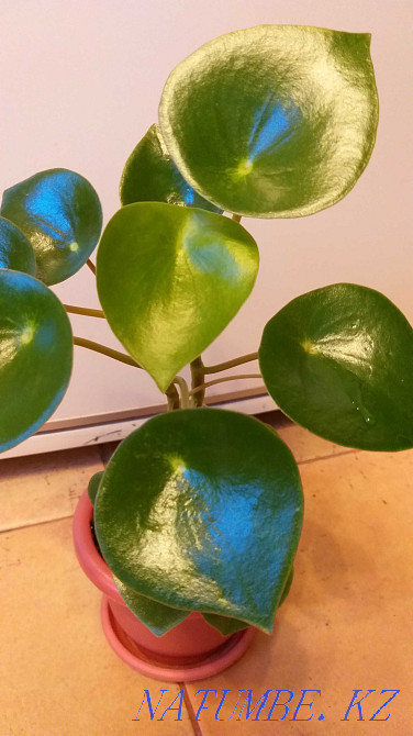Пеперомия "Полибот жаңбыр тамшысы", жүрек тәрізді жапырақтар!  Алматы - изображение 2