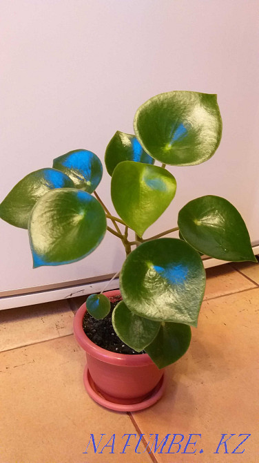 Пеперомия "Полибот жаңбыр тамшысы", жүрек тәрізді жапырақтар!  Алматы - изображение 4