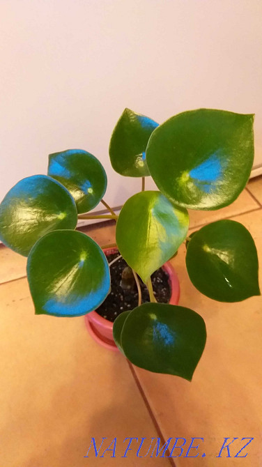 Пеперомия "Полибот жаңбыр тамшысы", жүрек тәрізді жапырақтар!  Алматы - изображение 1