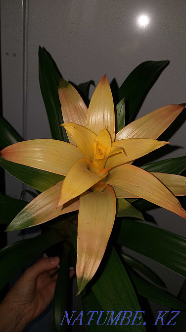 Гузмания "Ашық КҮН" ересек, қазірдің өзінде гүлдейді. Керемет сыйлық!  Алматы - изображение 1