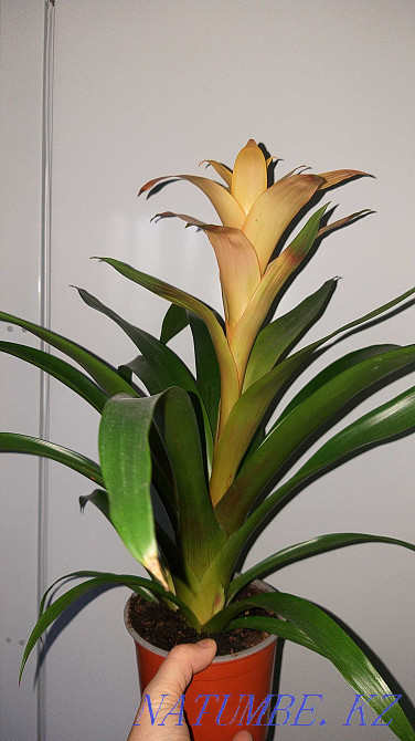 Гузмания "Ашық КҮН" ересек, қазірдің өзінде гүлдейді. Керемет сыйлық!  Алматы - изображение 3