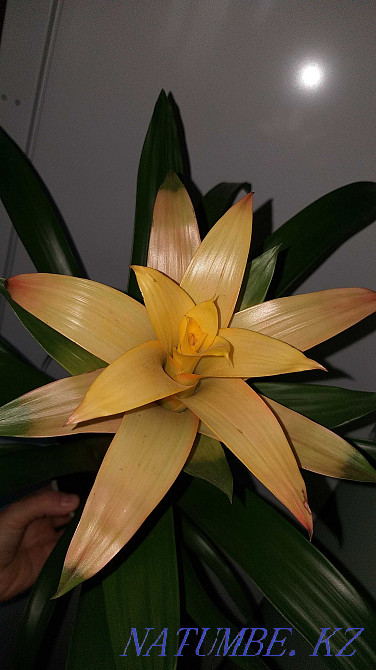 Гузмания "Ашық КҮН" ересек, қазірдің өзінде гүлдейді. Керемет сыйлық!  Алматы - изображение 4