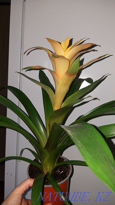 Гузмания "Ашық КҮН" ересек, қазірдің өзінде гүлдейді. Керемет сыйлық!  Алматы - изображение 5