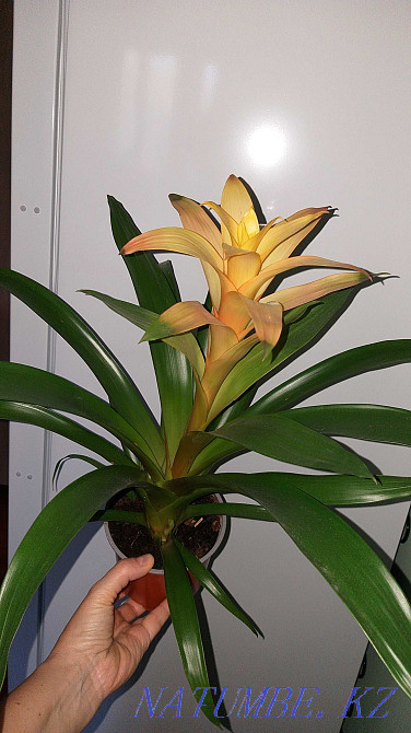 Гузмания "Ашық КҮН" ересек, қазірдің өзінде гүлдейді. Керемет сыйлық!  Алматы - изображение 2