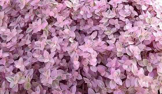 Каллизия "РозоваЯ ПантерА" - уникальное растение розового цвета! Almaty