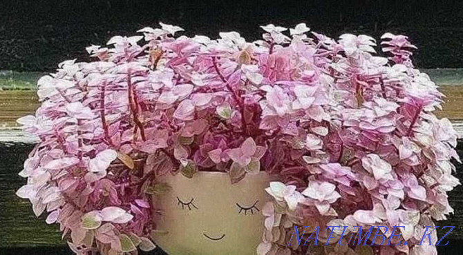 Каллизия "РозоваЯ ПантерА" - уникальное растение розового цвета! Алматы - изображение 2
