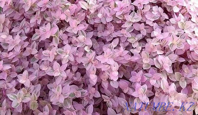 Каллизия "РозоваЯ ПантерА" - уникальное растение розового цвета! Алматы - изображение 1