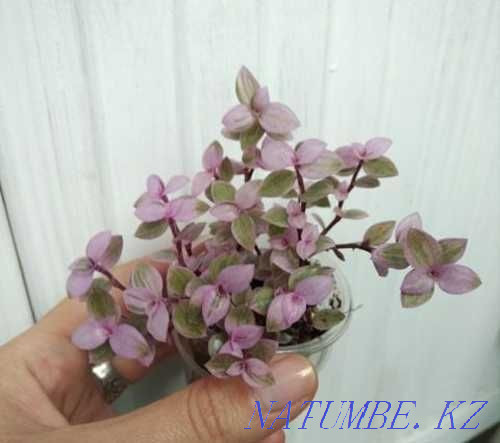 Callisia "Pink Panther" - a unique pink plant! Almaty - photo 3