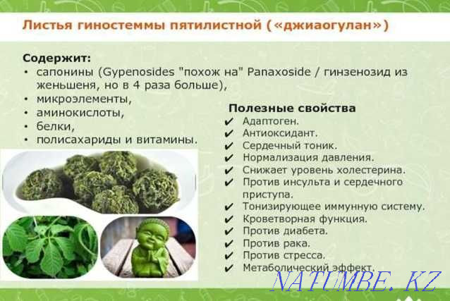Gynostemma five-leaf medicinal (grass of immortality). Almaty - photo 2