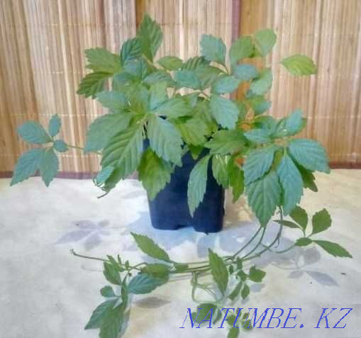 Gynostemma five-leaf medicinal (grass of immortality). Almaty - photo 3