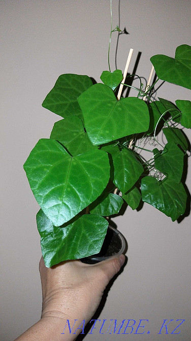 Кокциния - сирек кездесетін өсімдік, қандағы қантты тиімді төмендетеді!  Алматы - изображение 5