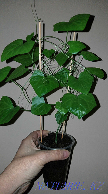 Кокциния - сирек кездесетін өсімдік, қандағы қантты тиімді төмендетеді!  Алматы - изображение 4