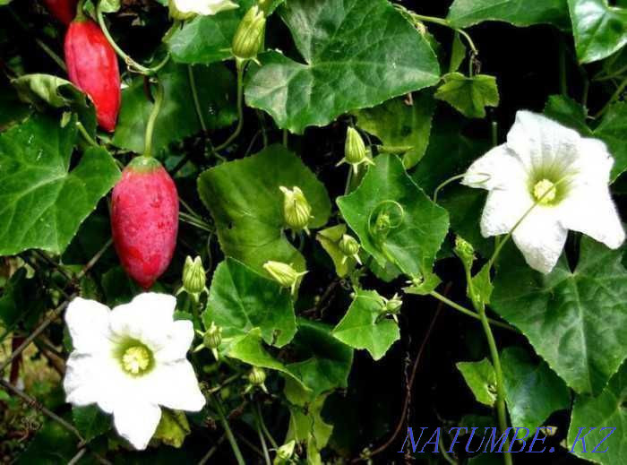 Кокциния - сирек кездесетін өсімдік, қандағы қантты тиімді төмендетеді!  Алматы - изображение 3