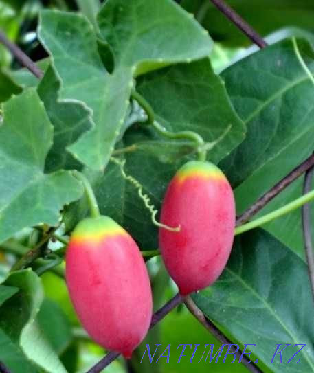 Кокциния - сирек кездесетін өсімдік, қандағы қантты тиімді төмендетеді!  Алматы - изображение 1