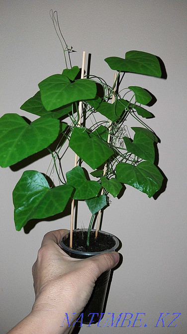 Кокциния - сирек кездесетін өсімдік, қандағы қантты тиімді төмендетеді!  Алматы - изображение 6